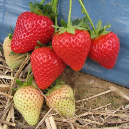 Picture of Strawberry Plants - Malling Centenary (Main Crop) - November 2025 Delivery